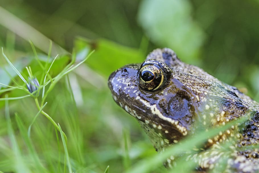 frog, high, toad, amphibians, close up, animal, animal themes HD wallpaper