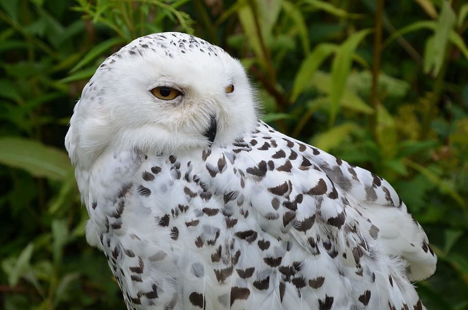 white owl selective focus photography, Snowy Owl, Bird, Falconry HD wallpaper