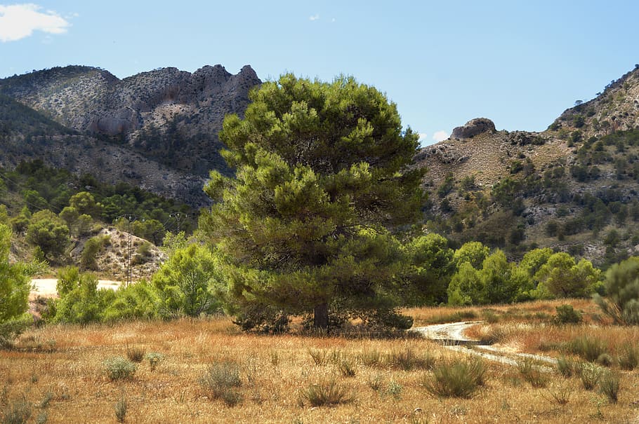 landscape, pine, nature, tree, mountain, background nature HD wallpaper