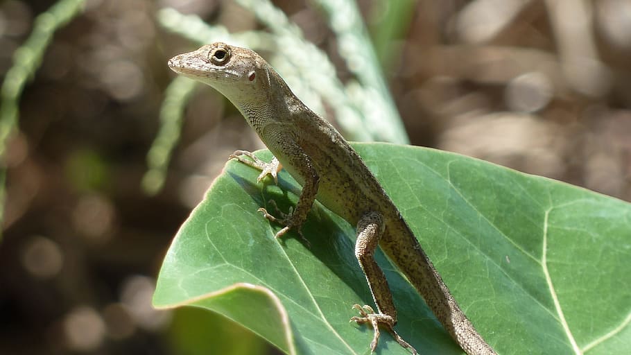 Gecko, Lizard, Close-Up, Animal, Reptile, wildlife, nature HD wallpaper