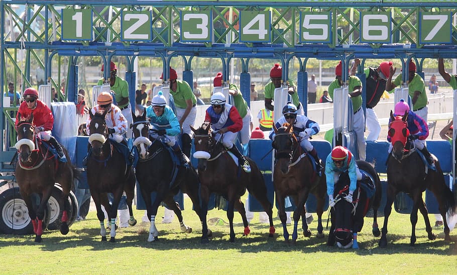 horses in stables, horse racing, start, fall, mauritius, jockey HD wallpaper