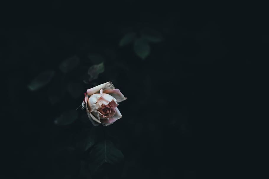 selective focus photography of pink rose flower, dark, green HD wallpaper