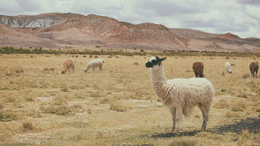 long-coated white goat, alpaca, animals, grass, grassland, hills HD wallpaper