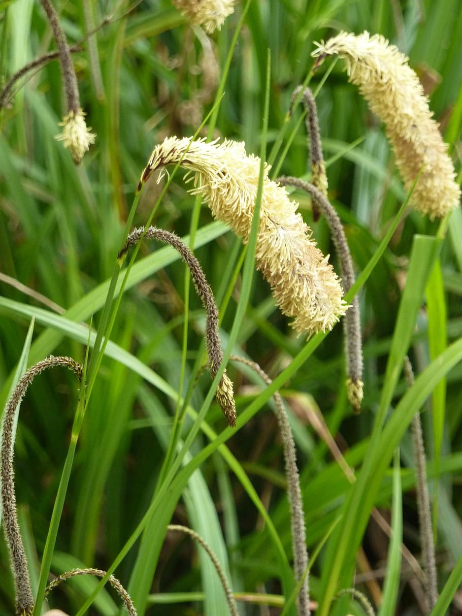Nature, Grass, Seeds, Spring, Flora, plant, flower, green color HD wallpaper