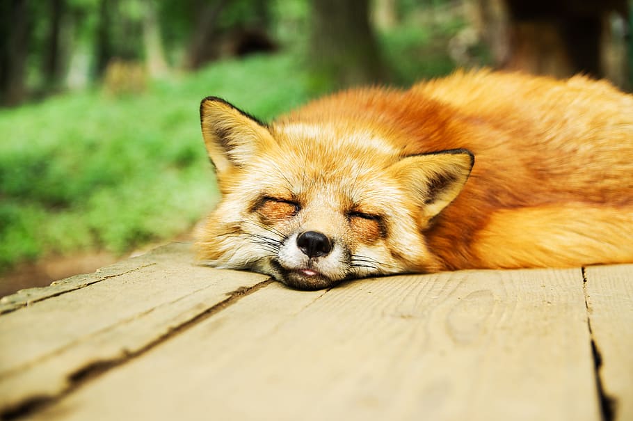 orange fox lying on brown wooden table, animal, cute, sleeping
