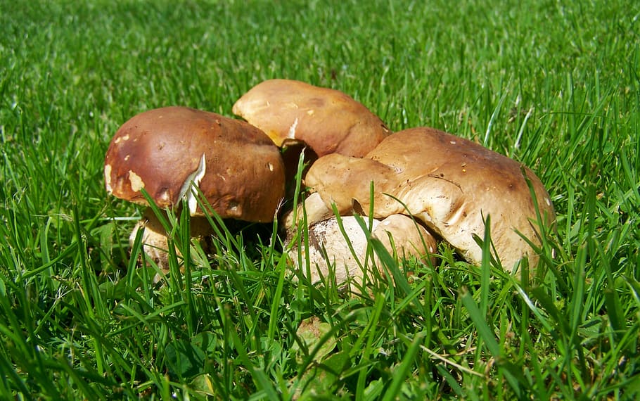 mushroom, brown, edible, grass, plant, green color, growth HD wallpaper