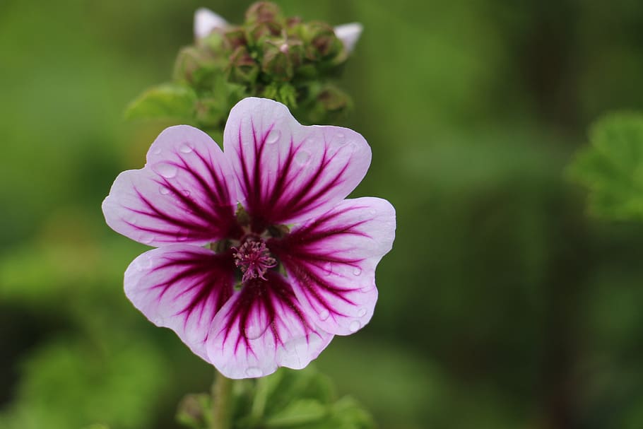 blossom, bloom, close, flower, pink, plant, shrub, garden, nature HD wallpaper