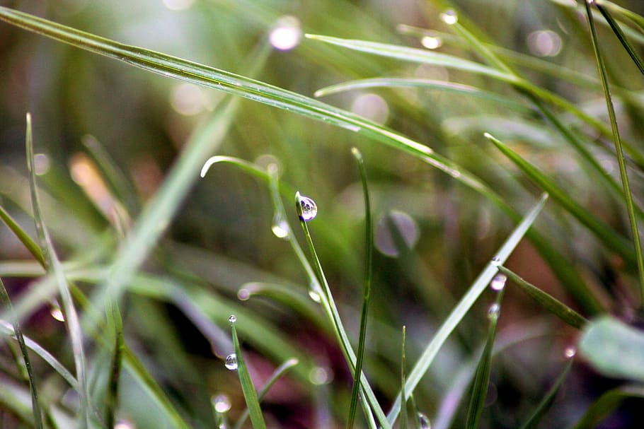 drops, dew, grass, macro, nature, green, dew-drop, dewdrop HD wallpaper