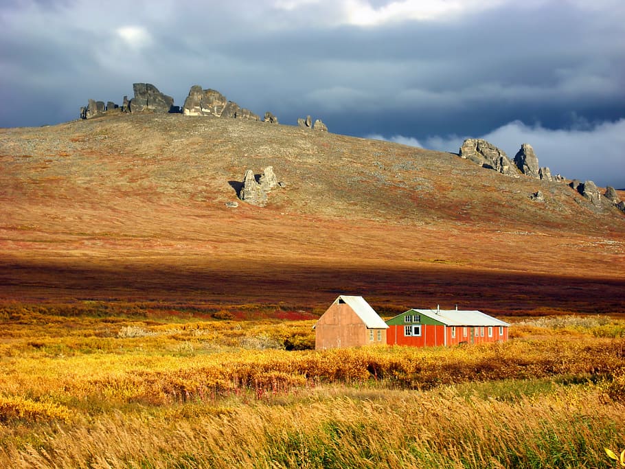 alaska, landscape, scenic, fall, autumn, tundra, plants, foliage HD wallpaper