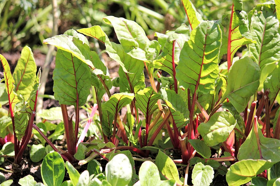 chard, mini, small, vegetables, nature, close up, eat, nutrition HD wallpaper