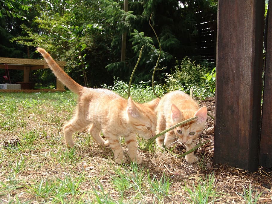 Kitten, Red Cat, one animal, animal themes, day, animal wildlife HD wallpaper