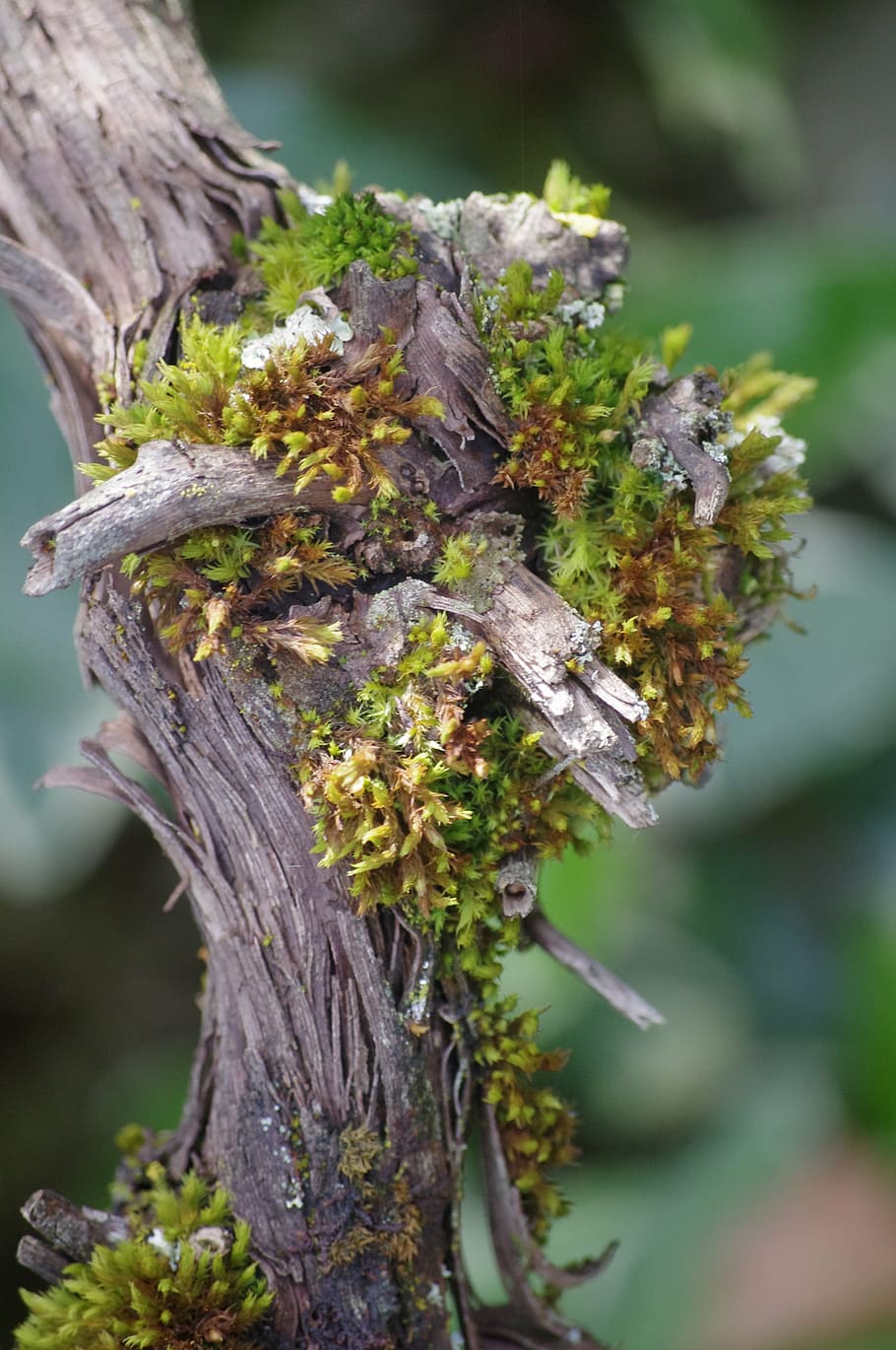 tree, nature, wood, branch, plant, close-up, focus on foreground HD wallpaper