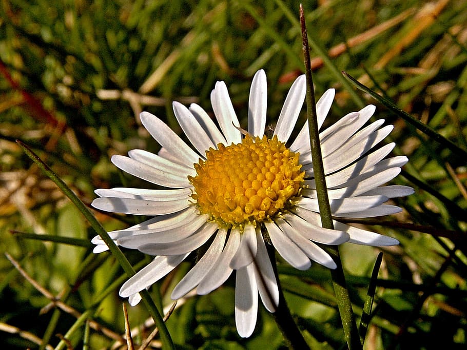 daisy, flower, grass, green, macro, lawn, blade, flowering plant HD wallpaper