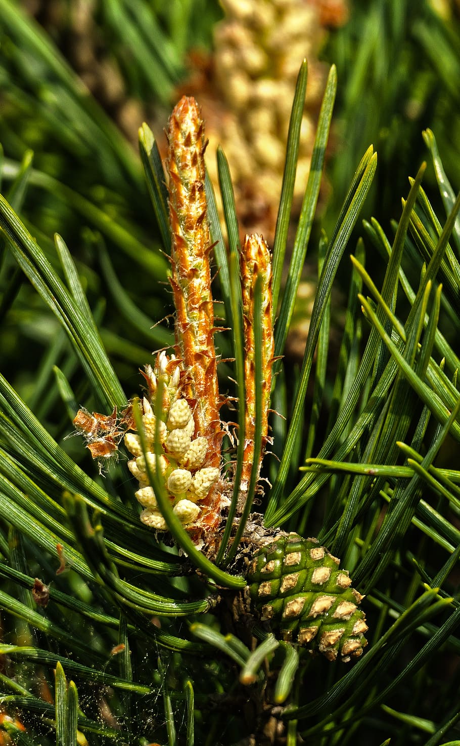forest pine, blossom, bloom, needle, spring, tap, pinus sylvestris HD wallpaper