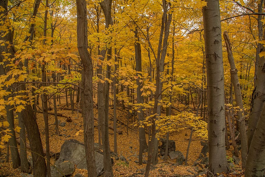 woods, trees, yellow, forest, autumn, nature, landscape, fall HD wallpaper