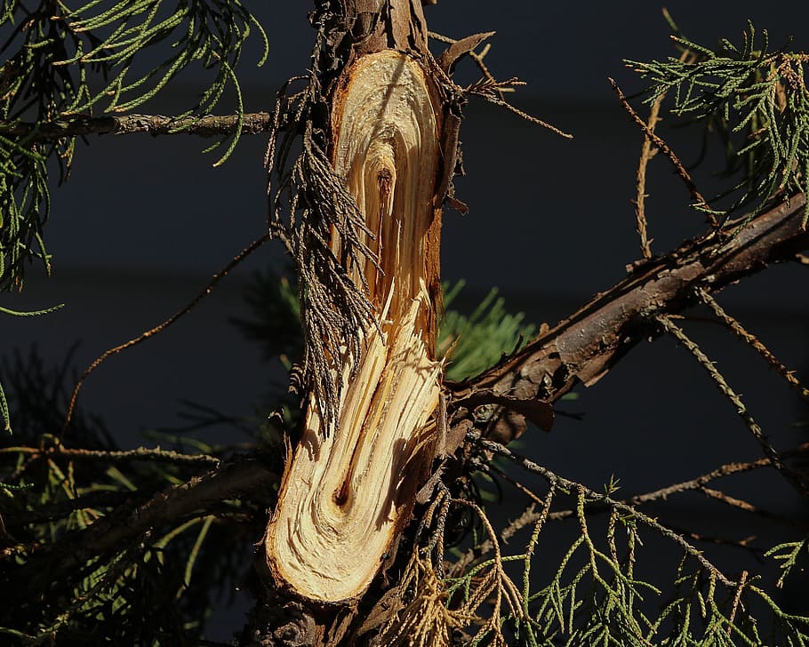 Broken Limb, Snapped Branch, storm damage, tree, shrub, splinters HD wallpaper