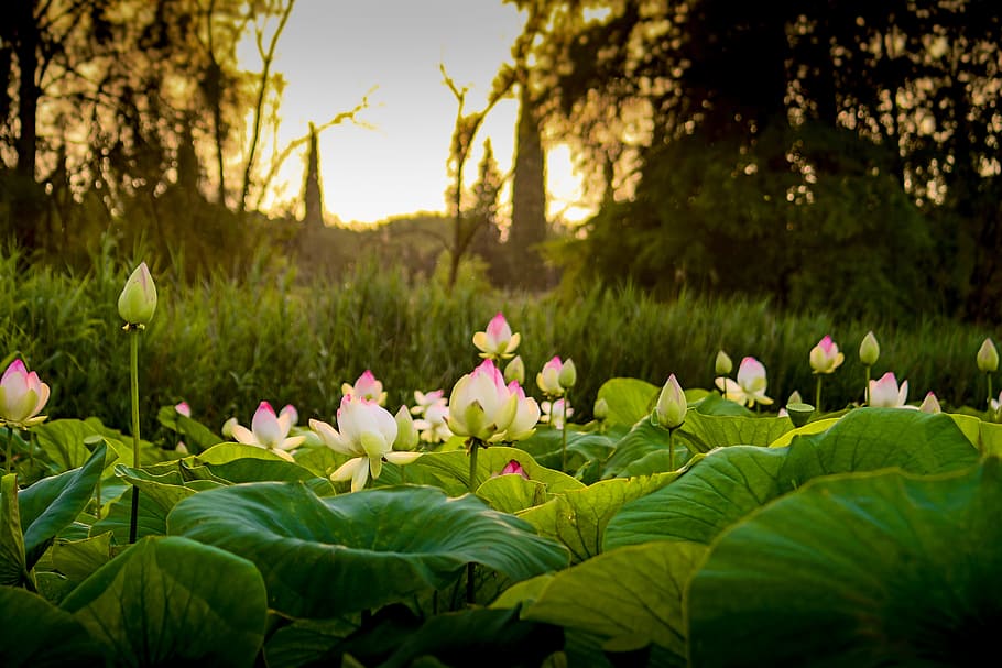 HD wallpaper: Lotus, Sunset, Flower, Pond, Nature, landscape, garden