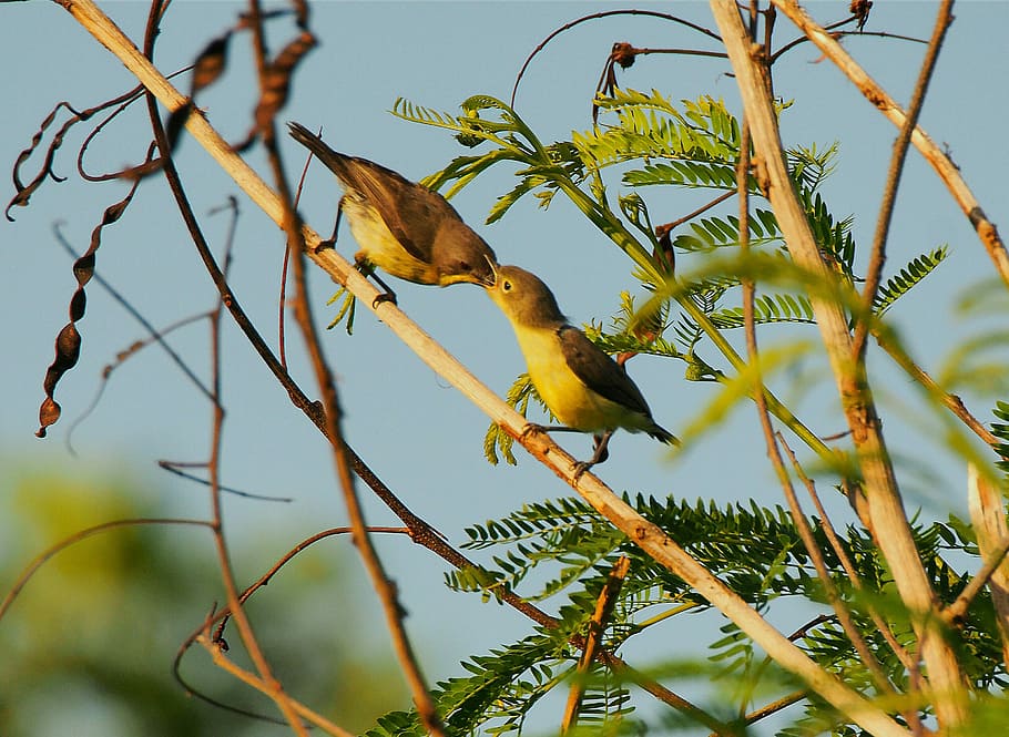 bird, wildlife, tree, nature, animal, outdoors, little, branch HD wallpaper