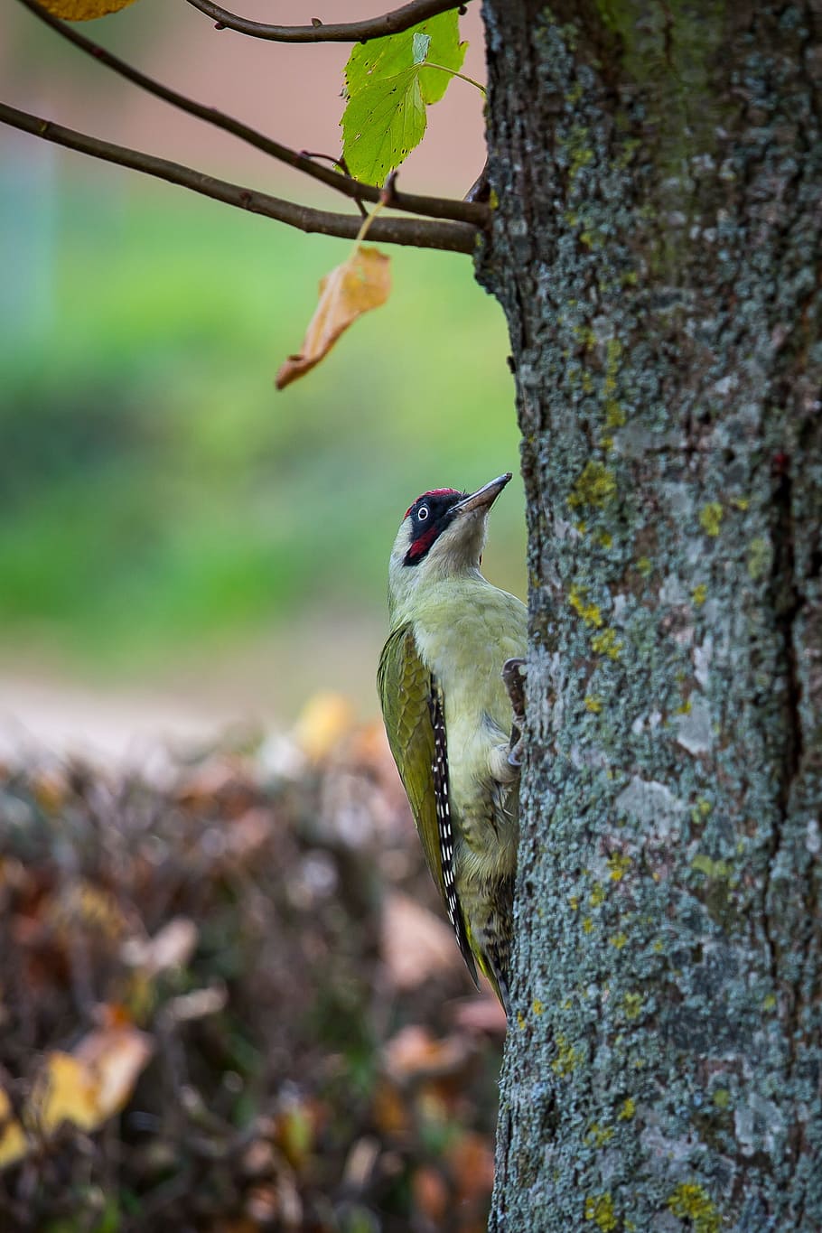 green woodpecker, picus viridis, flying zorro, bird, animal, HD wallpaper