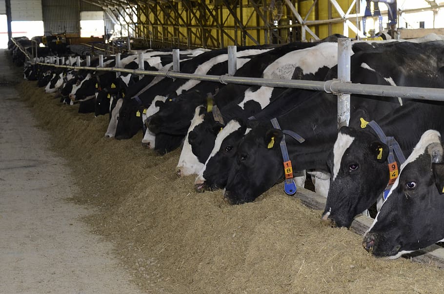 cows, farm, ag, milk, eating, straw, domestic, animal, domestic animals HD wallpaper