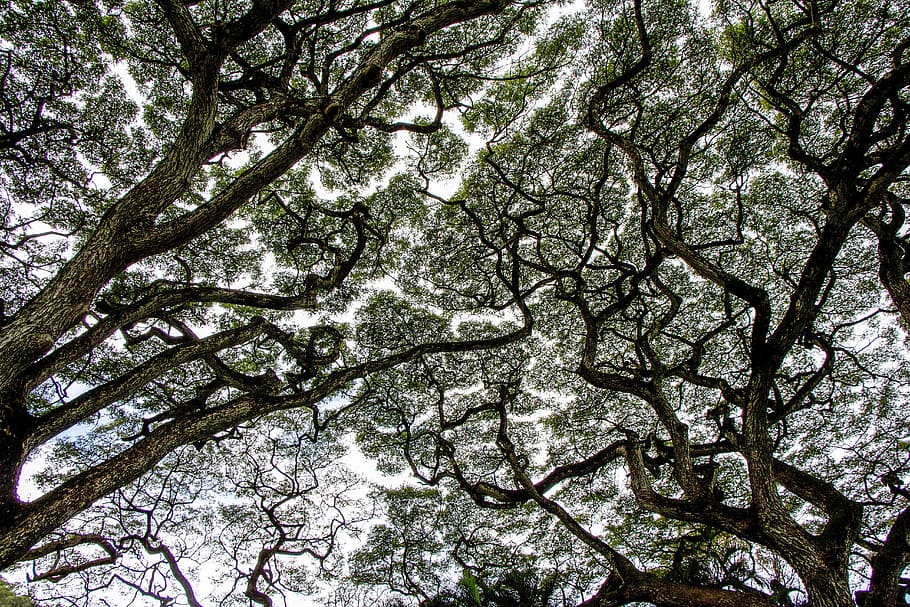 Tree Canopy, Forest, Nature, Natural, green, wood, branch, park HD wallpaper