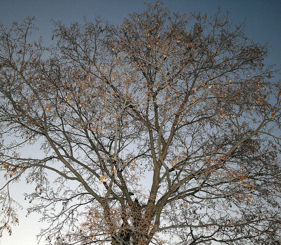 bare, twigs, winter, tree, organic, agriculture, outdoors, environment HD wallpaper