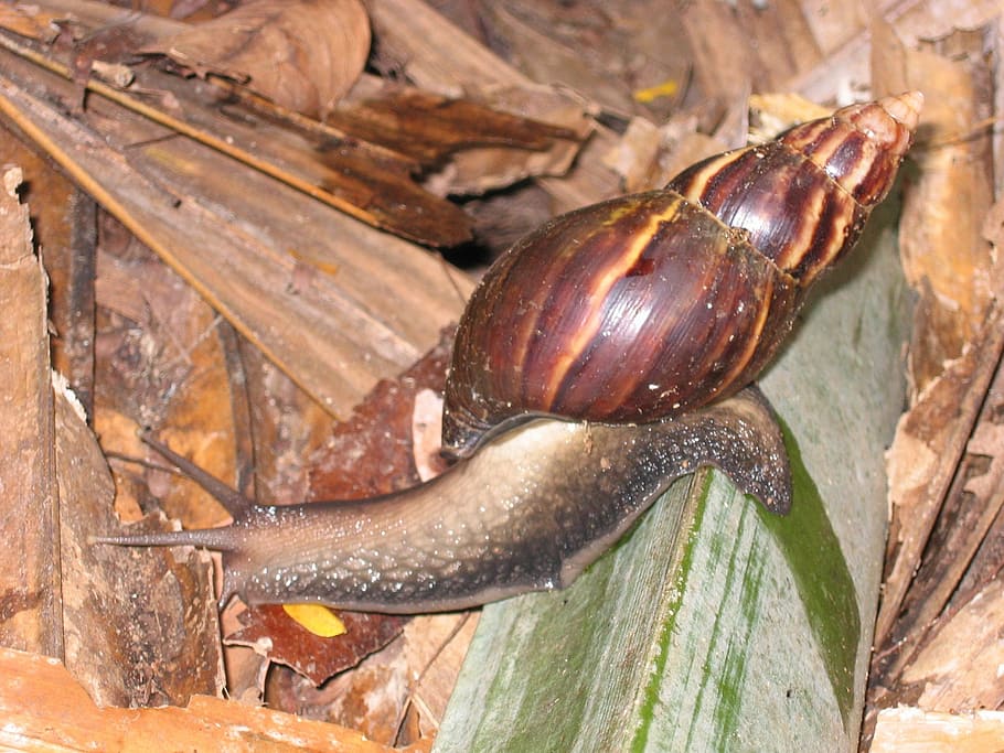 snail, shell, crawl, mollusk, animal themes, animal wildlife HD wallpaper
