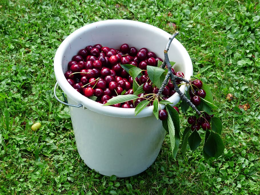 cherry, sweet cherry, red, fruit, healthy, leaves, branch, summer HD wallpaper