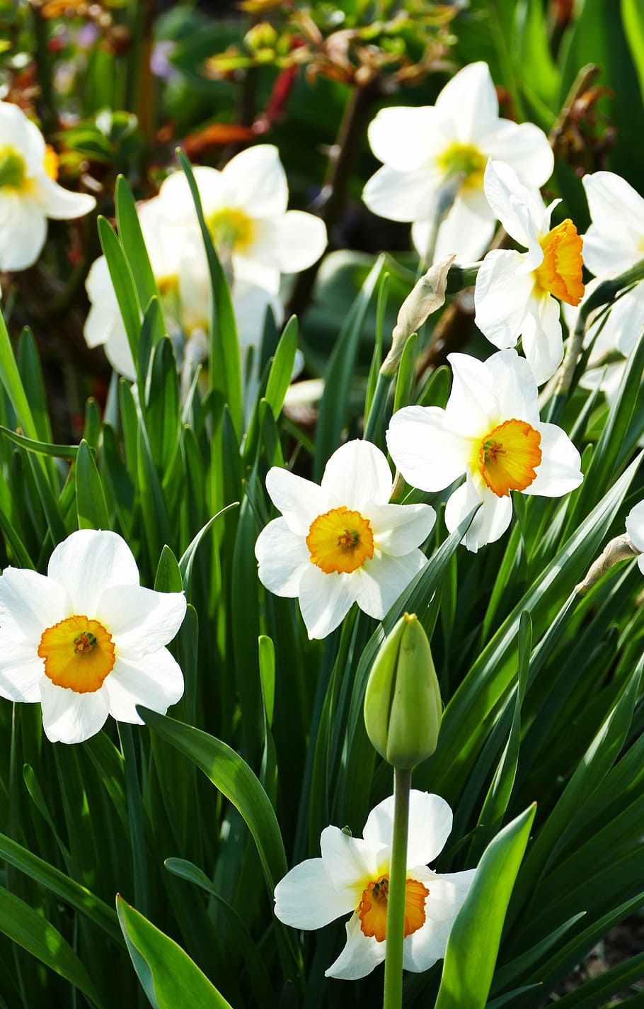 nature, spring, flowers, sun, flowering plant, vulnerability HD wallpaper