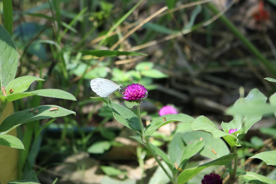butterfly, flower, edelfalter, plant, growth, flowering plant HD wallpaper