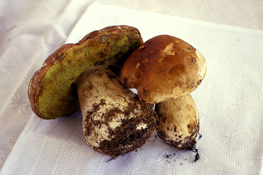porcini mushrooms, boletus edulis, king bolete, autumn, colors, HD wallpaper