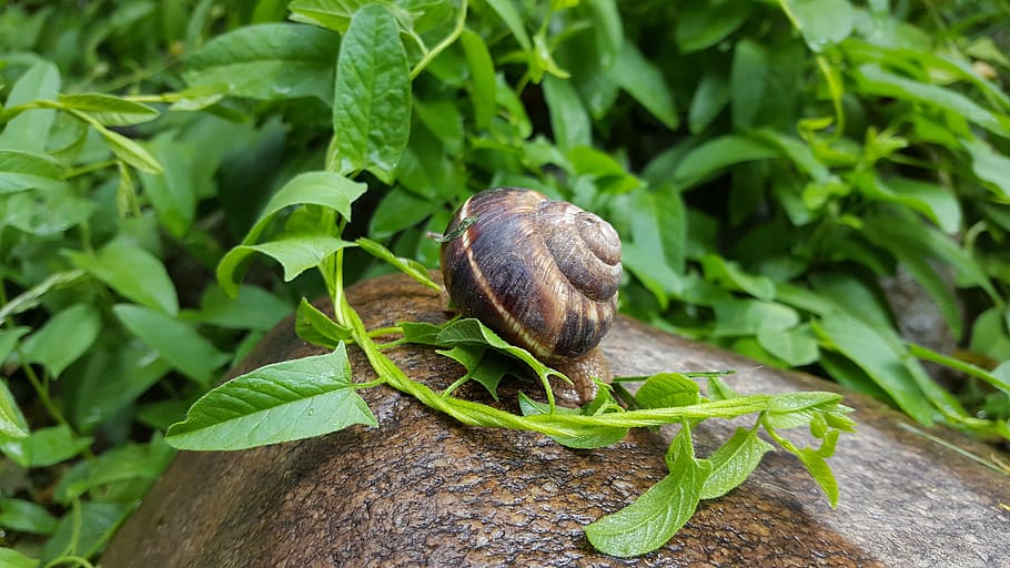 snail, rain, nature, animal wildlife, green color, plant part HD wallpaper