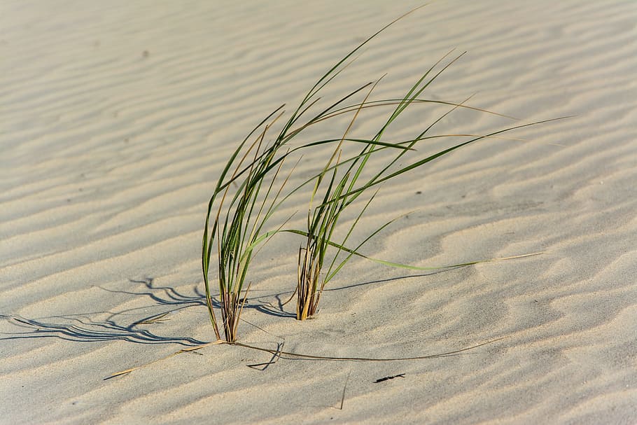 nature, desert, sand, grass, sway, patterns, squiggly, land, HD wallpaper