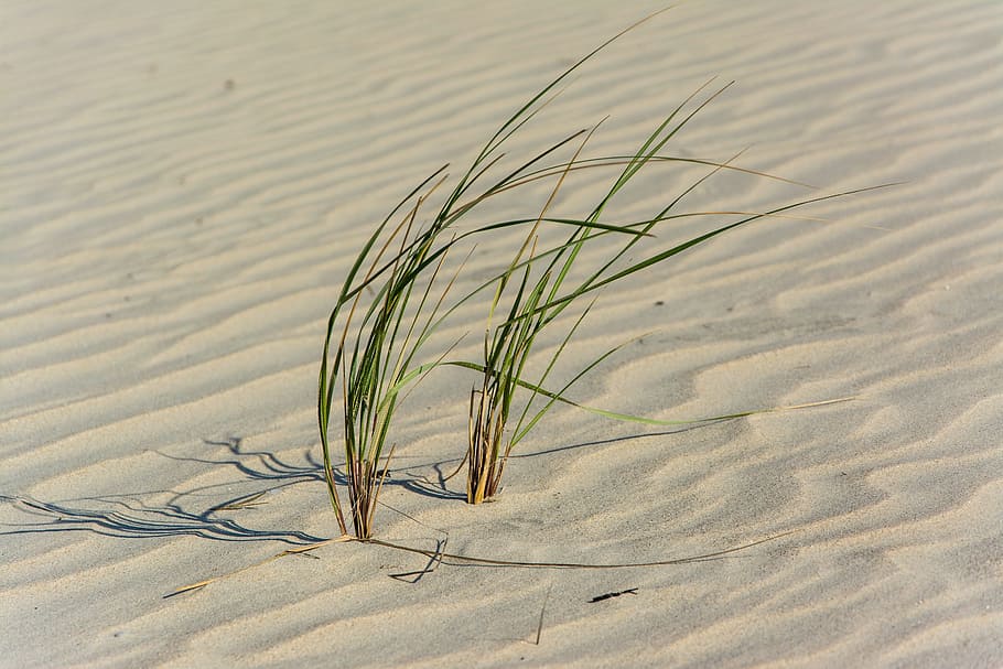 nature, desert, sand, grass, sway, patterns, squiggly, land HD wallpaper