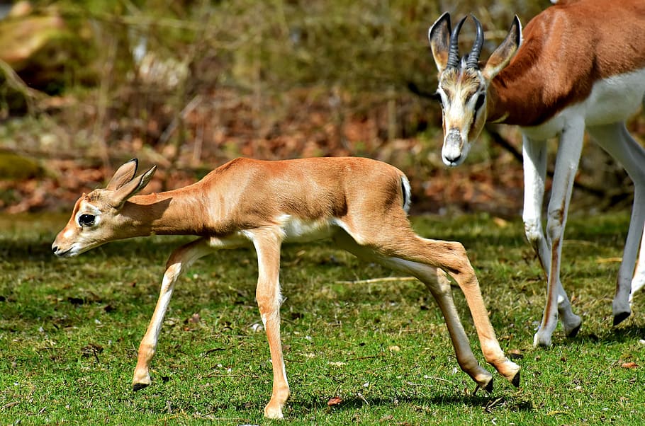 brown deer walking on grass field, gazelles, young animal, wild animals