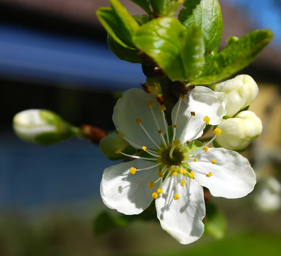 white, plum, tree, spring, flower, greenery, flowering, growth HD wallpaper