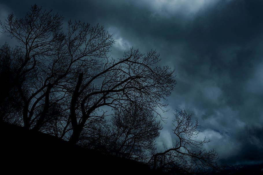 black tree during nighttime, trees, nature silhouette, clouds HD wallpaper