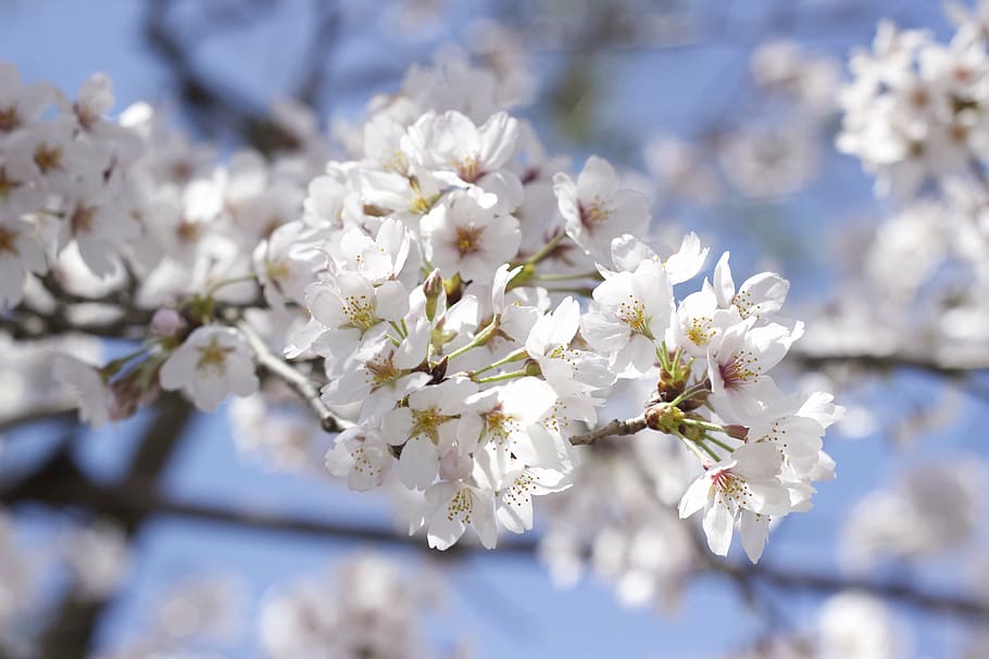 cherry, flower, flowering plant, freshness, fragility, blossom HD wallpaper