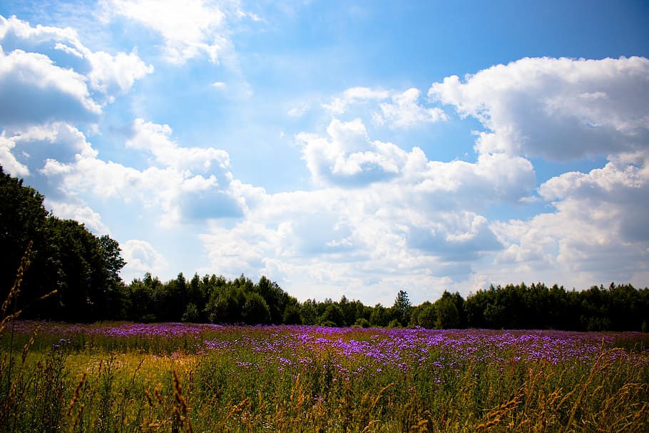 Field of dreams 1080P, 2K, 4K, 5K HD wallpapers free download