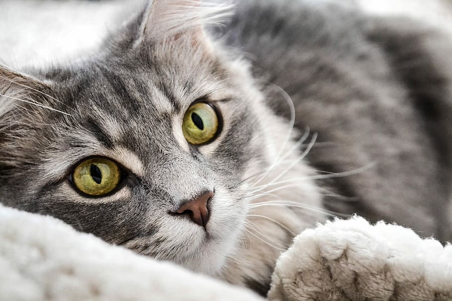 closeup photography of gray and black tabby cat laying on white textile, shallow focus photography of gray and black cat HD wallpaper