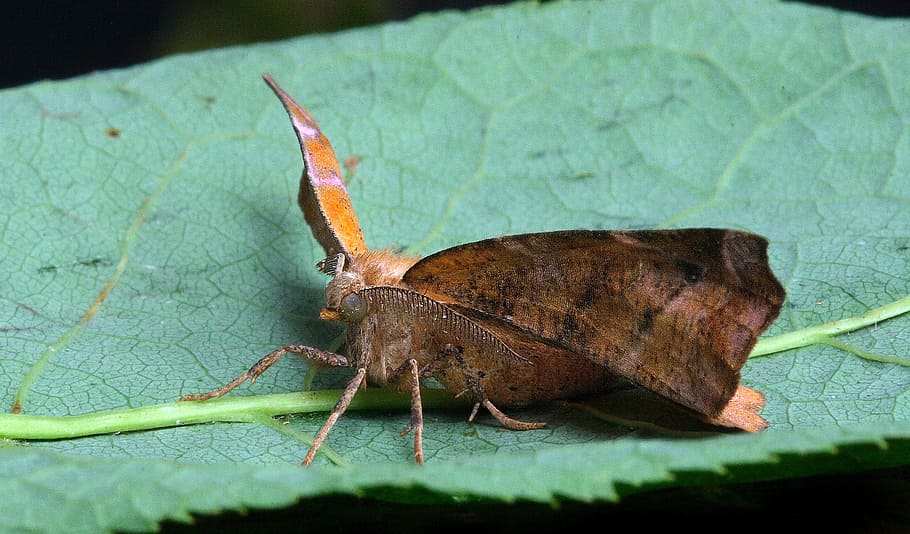 moth, macro, insect, close, wing, animal themes, invertebrate HD wallpaper