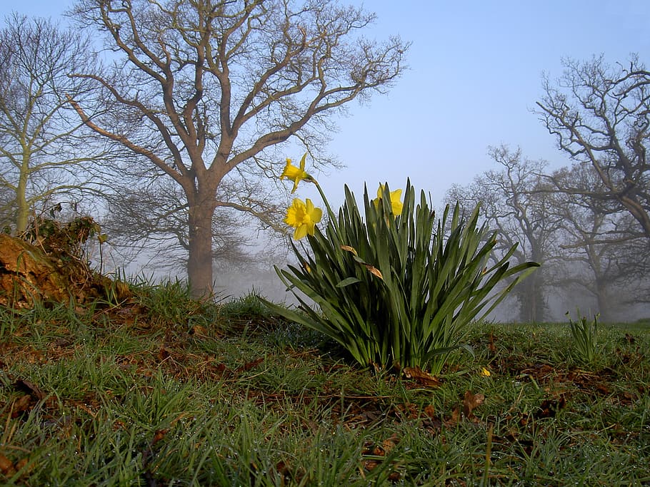 daffodils, yellow, flowers, trees, grass, field, plant, nature HD wallpaper
