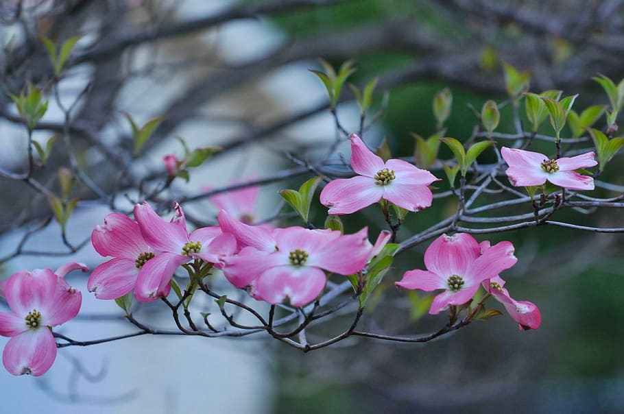 cherry blossom, trees, spring, flowering plant, pink color HD wallpaper