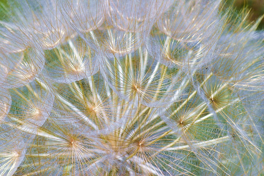 flower, salsify, field, nature, dandelion, plant, close-up HD wallpaper