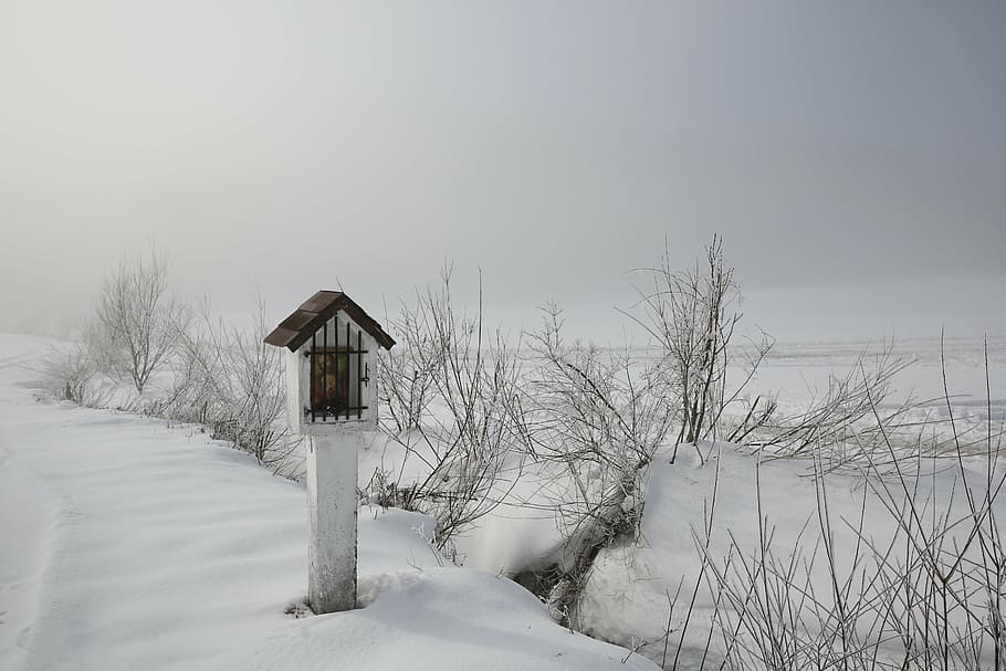 winter, fog, cold, forest, trees, nature, snow, frost, morning mist HD wallpaper