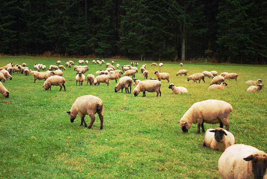 herd of sheep in green field during daytime, Lamb, Farm, Flock, HD wallpaper
