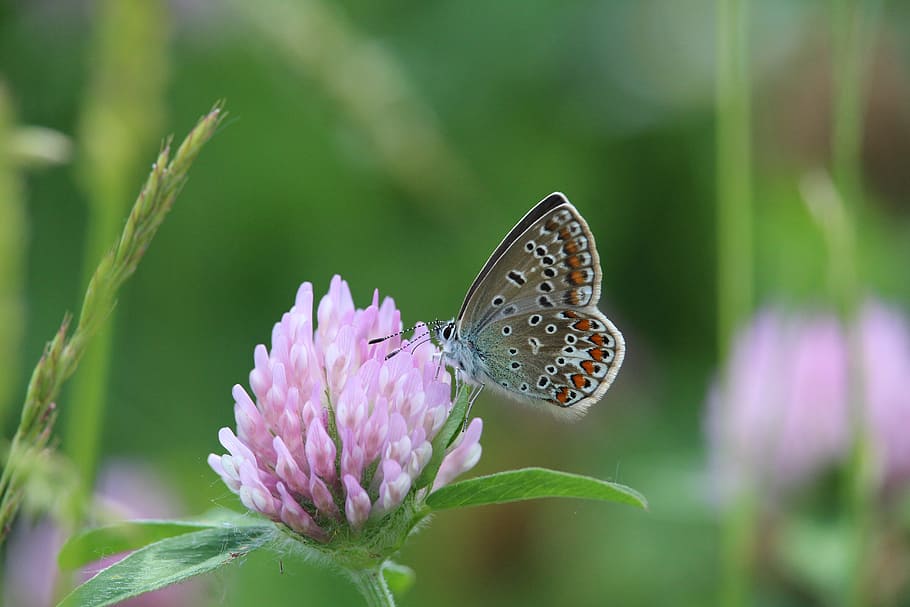 Butterfly, Blossom, Bloom, Insect, flower, one animal, nature HD wallpaper