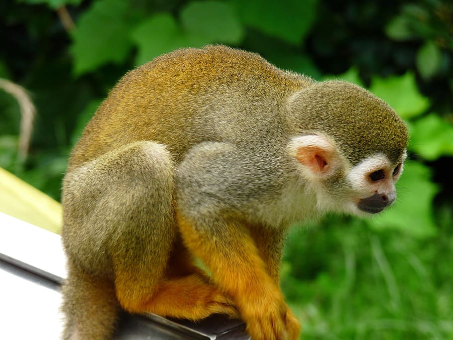 Animal, Monkey, green, primate, mammal, wildlife, nature, lemur HD wallpaper