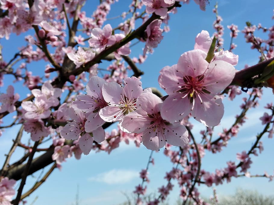 flowers, spring, nature, garden, macro, beauty, peach blossom, HD wallpaper