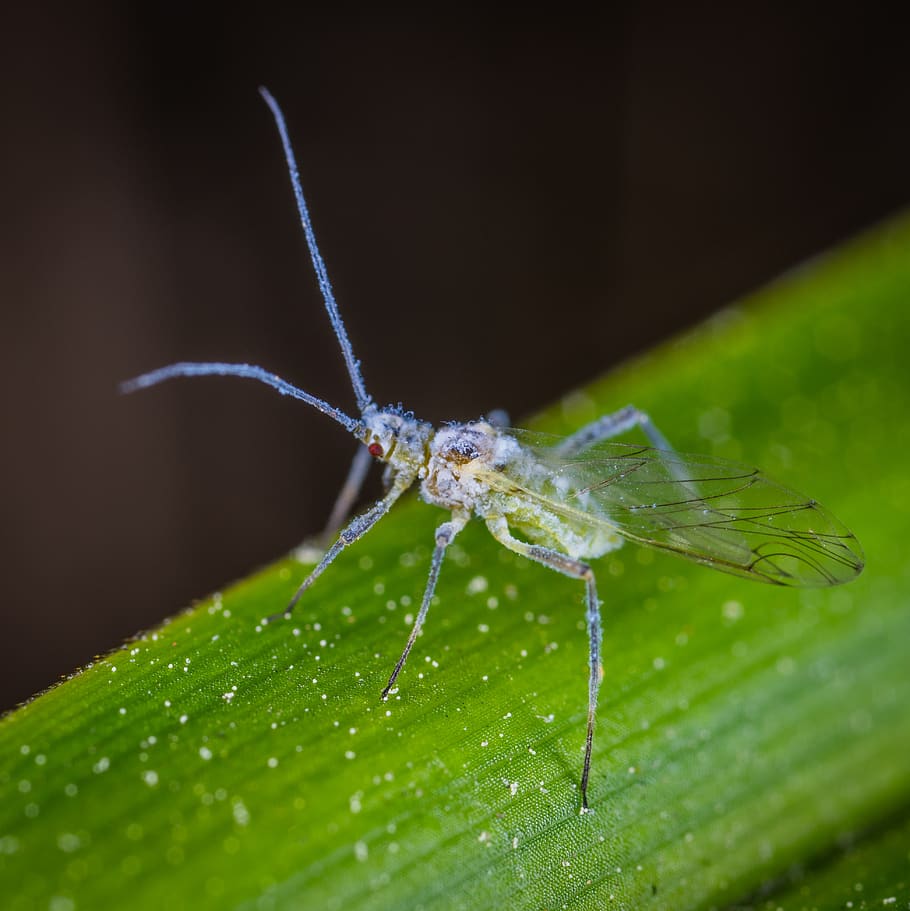 macro, insect, aphid, antennae, invertebrate, animal wildlife HD wallpaper